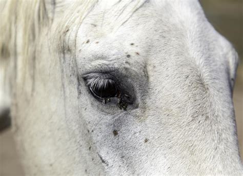 Skin Problems In Horses Petmd