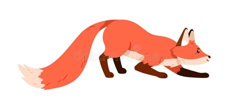 Wild Orange Fox Hunting Sneaking Up Carefully Profile Of Sly Forest