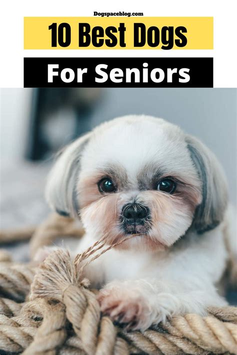 10 Best Dog Breeds For Seniors Dogspaceblog Best Dog Breeds Dogs