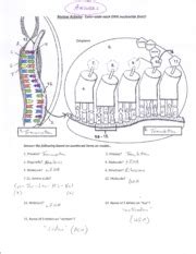 Transcription translation worksheet dna practice answer answers worksheets key biology codon base pairing coloring template activity replication yahoo building paper. Transcription And Translation Coloring Worksheet Sketch ...