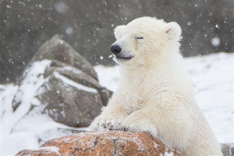 Baby Polar Bear Images Femalecelebrity