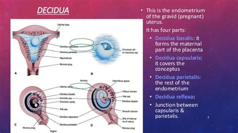 Placenta Embryology