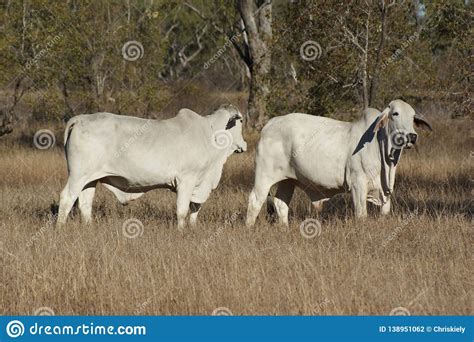 White Brahman Bulls Stock Photo Image Of Bred Northern 138951062