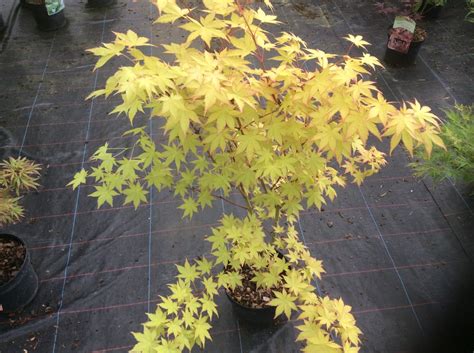 Acer Japanese Maple Summer Gold Garden Tree 3lt Bright Yellow Leaves