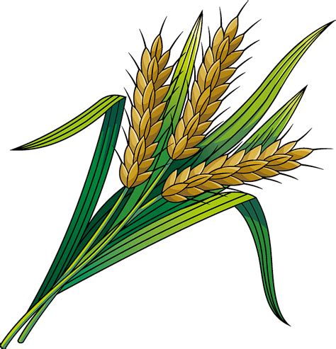 Barley Bread Png Grains Clipart Coloring Page Grains