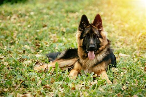 Unveiling The Long Haired German Shepherd Traits And Care