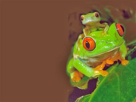 46 Frogs Wallpaper Desktop Wallpapersafari