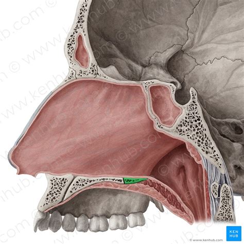 Palatine Bone Plates Borders Processes Articulations Kenhub