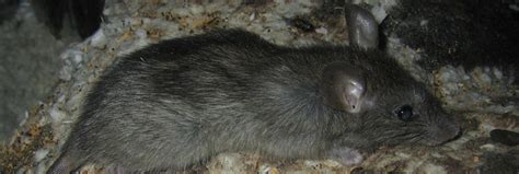 Can pet mice carry hantavirus? What Diseases Do Mice Droppings Carry | Mice