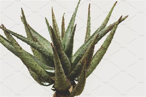 We guarantee plant's safe arrival compare with similar items. Herbal Aloe Plant | Aloe plant, Plants, Aloe