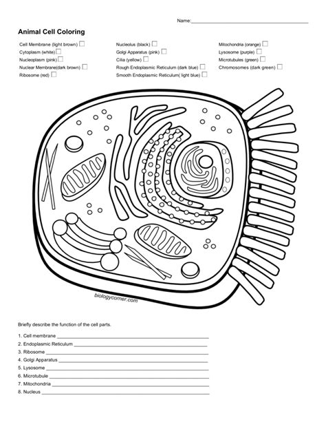 Animal Cell Coloring