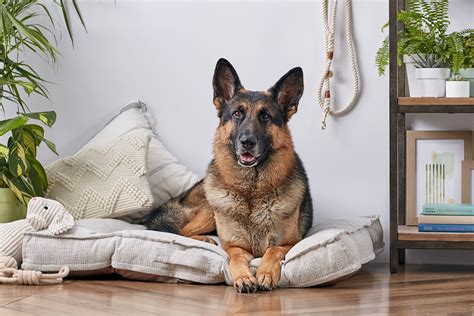 German Shepherd Dog Full Profile History And Care
