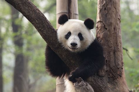 Sweet Panda Prisvenligt Billede På Lærred Online Photowall