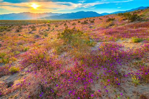 Anza Borrego Desert State Park Wild Flower Super Bloom California