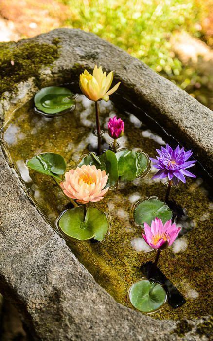 Per onorare la bellezza esotica dei fiori acquatici, abbiamo creato un elenco dei 7 fiori acquatici più mozzafiato al mondo. ollebosse: " a tukubai (water basin) the Shoren-in Temple (青蓮院), Kyoto Japan " | Contenitori per ...