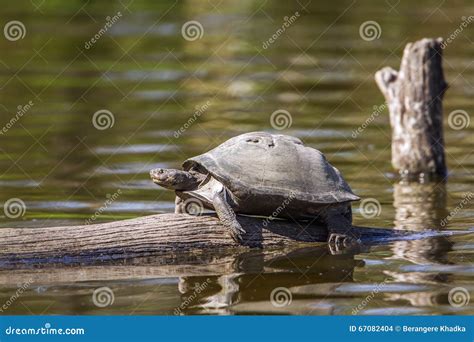 Angulate Tortoise In Kruger National Park South Africa Stock Photo