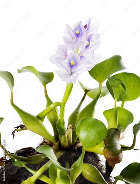 Common Water Hyacinth Eichhornia Crassipes Photos Adobe Stock