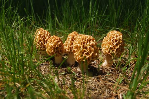 Five Things you need to know about Michigan Morel Mushrooms - Absolute ...