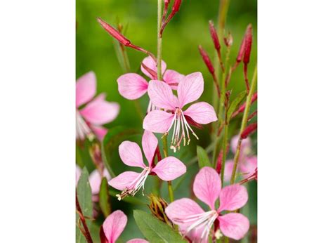 Gaura Siskiyou Pink Lindheimeri BULBi Nl