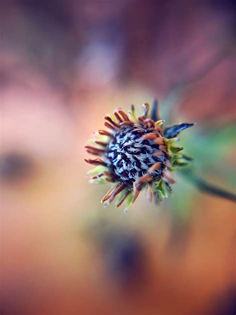 9 Tips For Beautiful Flower Macro Photography On Iphone