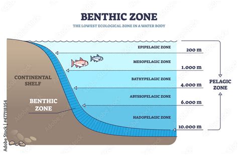 Fototapeta Benthic Zone In Ocean As Lowest And Deepest Ecological Zone