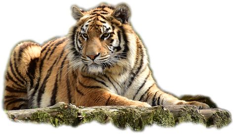 Tiger Png Images Transparent Free Download