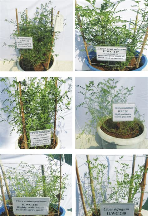 Phenotyping And Identification Of Promising Accessions From The Global