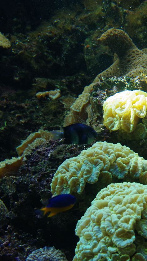 Wallpaper Aquarium Fish Algae Corals
