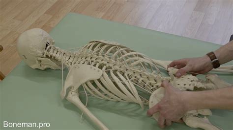 The Movement Of The Pelvis In The Prone Position On The Functional Skeleton Model Bonemanpro