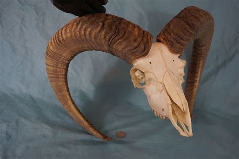 Mouflon Mountain Sheep Ram Skull With Grandslam Horns Etsy Uk