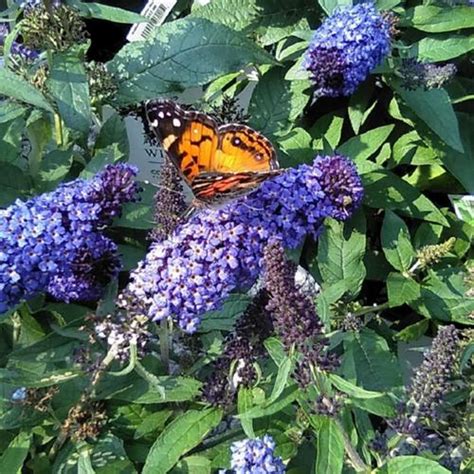 Butterfly Bush Buddleja Pugster Blue In The Butterfly Bushes