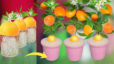How To Grow Orange Tree From Seed Easy Way To Grow Orange Trees🍊🍊 Youtube