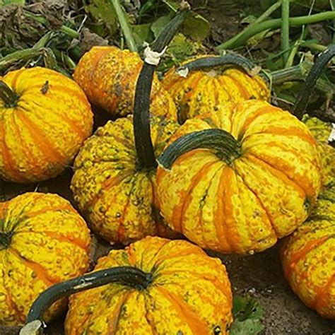 52 Types Of Pumpkins To Eat Decorate And Display Finding Sea