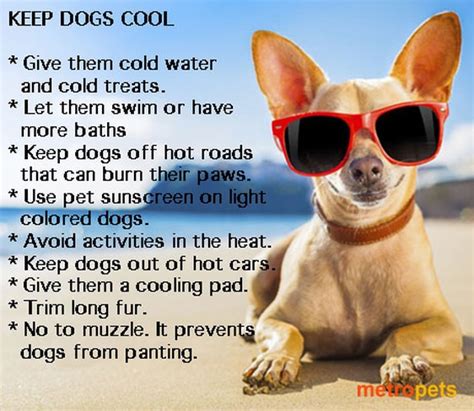 How can i cool my dog down in the hot weather? Ways to keep your pets cool this summer