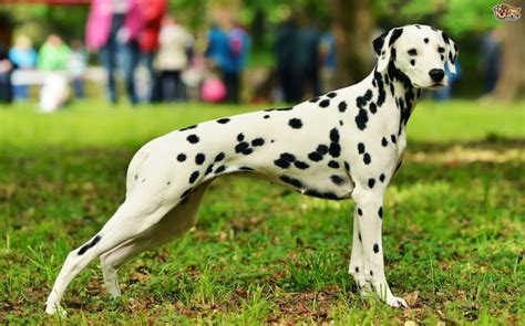57 Dalmatian Dog Information Photo Bleumoonproductions