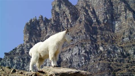 Olympic National Park Targeting Mountain Goats For Removal The Two