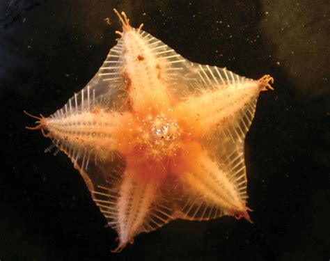 Unusual Deep Sea Animals Beautiful Sea Creatures Deep Sea Animals