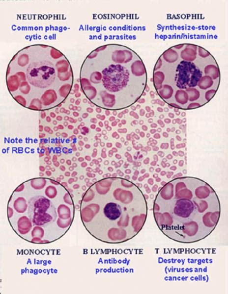 White Blood Cell Types Biological Science Picture Directory