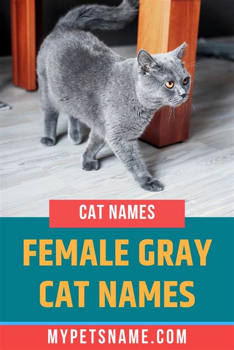 Grey Tabby Cat Names Female In The Sea Portal Photographic Exhibit