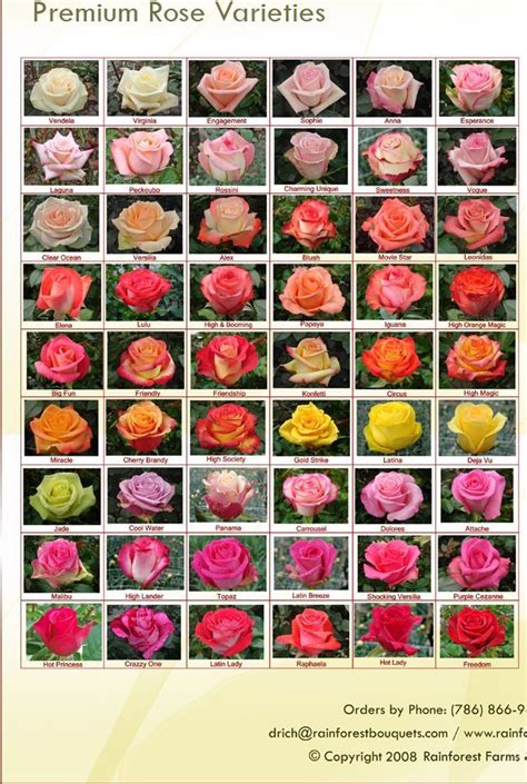 If you cannot find a suitable rose for the occasion in the list of rose names below, you can also have a rose named for you. Rose Varieties - RAINFOREST FARMS & BOUQUETS | Rose ...