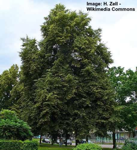Linden Trees Types Leaves Flowers Bark Identification With Pictures