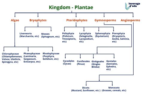 Plant Kingdom Algae Part 2 Ncert Class 11 Chapter 3 Biology Riset