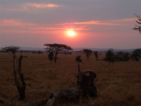 Tanzania - Sunset in Serengeti | Sunset, Natural beauty, Serengeti
