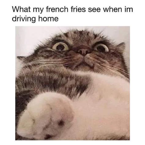 So, a portion of sincere, genuine laughter. Cat Memes Clean 2019 | Radiopolix