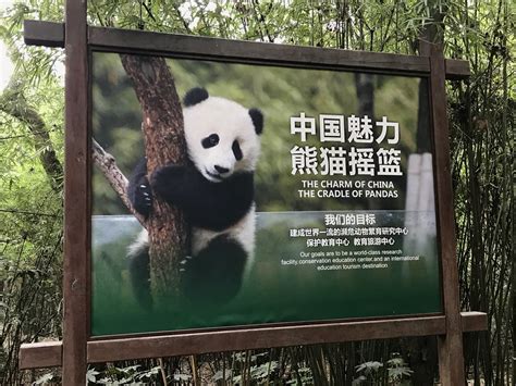 Giant Panda Research Center In Chengdu China