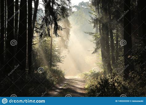 Rural Road Through A Misty Autumn Forest At Dawn Path Coniferous