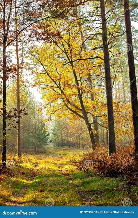 Path Through The Magic Autumn Forest Stock Photo Image Of Perspective