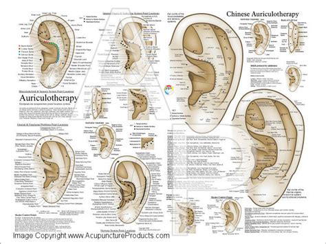 Auriculotherapy Ear Acupuncture Poster Clinical Charts And Supplies