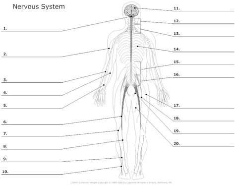 The basic purpose of the nervous system is to regulate and adapt the human body to changes in the environment and in the body itself. muscular system worksheets | Nervous system unlabeled ...