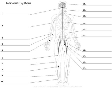 It comprises all the nerve cells which are associated with the cns. muscular system worksheets | Nervous system unlabeled | School for me! | Pinterest | Muscular ...